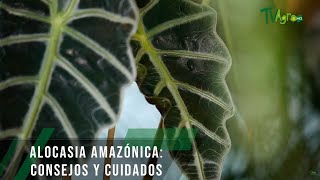 Alocasia amazónica consejos y cuidados  TvAgro por Juan Gonzalo Angel Restrepo [upl. by Marilyn]