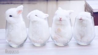 Baby Bunnies In Cups [upl. by Pond]