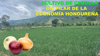 El Cultivo de Cebolla y su aporte a la Economía de Honduras [upl. by Maurie]