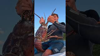 Unusually Big Lobster  🦞 fishing shorts [upl. by Sitelc]