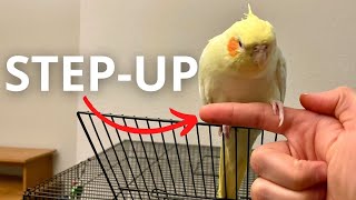 How To Teach Your Cockatiel To Step Up for Beginners FAST [upl. by Myrtice]