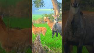 Nilgai Ka Video animals nilgaijumping nilgai wildlife jungle villagelife sainadi [upl. by Itch]