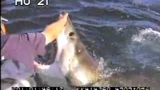 Great White Shark  Best Shot  Stock Footage  greatwhitesharkencounters35mm1mov [upl. by Bax]