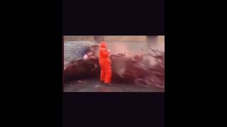 Decomposed Whale Explodes Slow Mo 😳😲 [upl. by Marva]