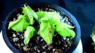 PlantB10 Cephalotus follicularis Bubble Giant  biweekly maintenance – 10624 [upl. by Liamsi]