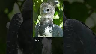 Majestic Harpy Eagle Facts Natures Powerful Predator [upl. by Eindys]