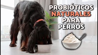 ¿Cuáles son los MEJORES PROBIÓTICOS para PERROS 🧫🐕 BENEFICIOS y PARA QUÉ SIRVEN [upl. by Nahtaneoj]