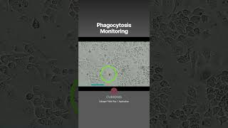 Phagocytosis Monitoring Timelapse video of macrophages Curiosis CellogerMiniPlus shorts [upl. by Humble]