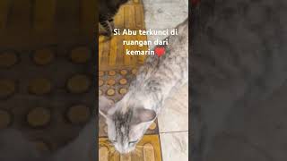 Kucing hamil Kumil terkunci di ruangancatlover [upl. by Wynne]