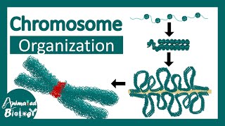 Chromosome structure  Chromatin organization  3D chromatin  levels of organization in chromosomes [upl. by Ezeerb]