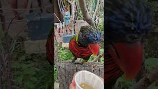 feeding lorikeets at the Denver Zoo [upl. by Atihcnoc]