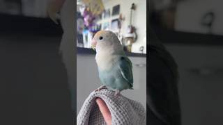 Why do I have to sneeze to find her 😂 funnyanimals birds funnypets cuteanimals cutepets funny [upl. by Arimat]