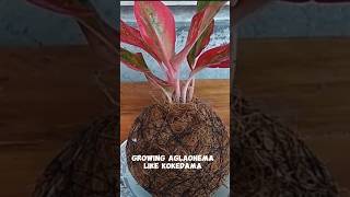 Creative Ways to Grow Aglaonema Plant Like Kokedama [upl. by Angadresma]