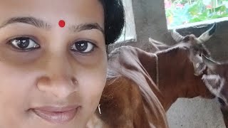 kalyani vlogs is live [upl. by Mcallister]