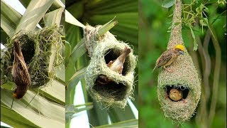 Amazing tailor bird sewing its nest and laying eggs  Tailor Bird Making Nest  Very close view [upl. by Melody]