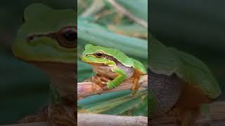 treefrog Hungary Pusta hortobagy [upl. by Nnaillek]