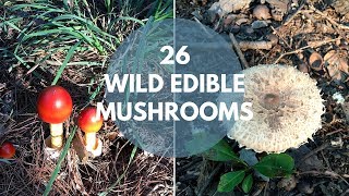 Wild Mushrooms You Can Eat [upl. by Eitsyrc]