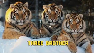 THREE BROTHERS 😈attitude status 😈 edits Brothers  status sigma male [upl. by Erroll]