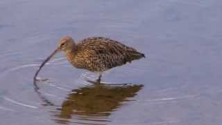 Curlew Bird  Courlis cendré [upl. by Bedelia]