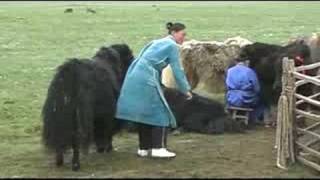 Mongolia  yak milking [upl. by Elimac]