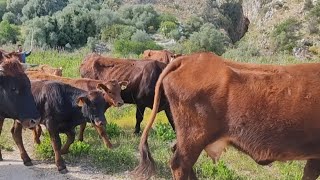 TRANSUMANZA DI BOVINI DA UN PASCOLO ALLALTRO CALTABELLOTTA  SICILIA [upl. by Mosa]