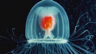 How to Live Forever Be a Jellyfish [upl. by Allemat477]