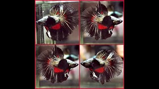 OOAK Betta Fish BLACK RATTLESNAKE RED INNER Dragon HALFMOON Male T75 [upl. by Htezzil]