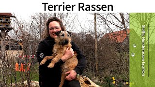 Steffis Hunderassen Lexikon ➡️ Terrier Rassen ➡️ Die Hunderasse Terrier ✔️ [upl. by Rhody]