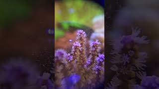 Gorgonian Purple Candelabra  eating reef roids reef aquarium reefroids gorgonian softcoral [upl. by Siahc]