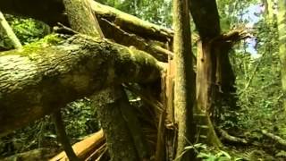 Documental Selva tropical el secreto de la vida [upl. by Raynah]