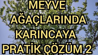 MEYVE AĞAÇLARINDA KARINCAYA PRATİK ÇÖZÜM 2 [upl. by Lochner]