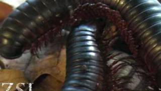 Giant Millipede  Interview [upl. by Aneehsyt]