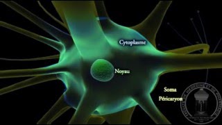 Physiologie du système nerveux  Neurone  partie 1 [upl. by Cosma]