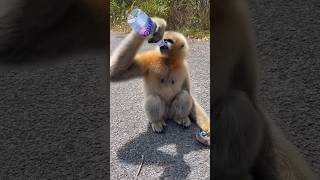 Gibbon Is Thirsty🥹 gibbons gibbon monkeys [upl. by Kynan]