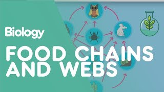 Food Chains amp Food Webs  Ecology amp Environment  Biology  FuseSchool [upl. by Duj]