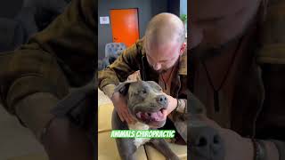 Animals Chiropractic 💚💚asmr dogshorts foryou dogs chiropractic türkiye love [upl. by Culver]