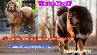 TIBATYAN MASTIFF The Worlds Most Expensive Dog Breed Palakkadan Pets Malayalam [upl. by Anitirhc]