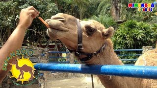 Diego de visita a Expanzoo🐪  Animales para Niños  Mimonona Stories [upl. by Wallraff]