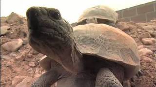 The Heat is On Desert Tortoises amp Survival Part 1 of 4 [upl. by Ahsirt]