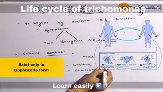 Life cycle of trichomonas ll biology ll [upl. by Aneetsyrk]