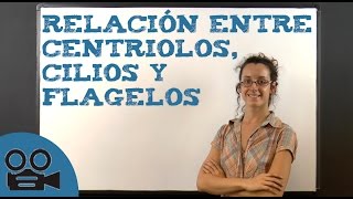 Relación entre centriolos cilios y flagelos [upl. by Trautman]