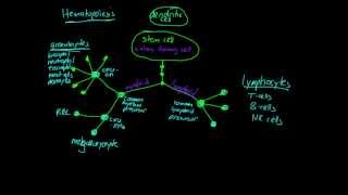 Lesson Hematopoiesis [upl. by Ahsiliw]