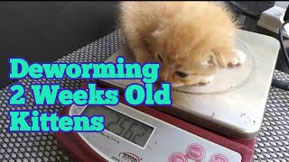 Deworming of 2 Weeks Old Kittens [upl. by Ayita]