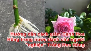 Hướng dẫn cách giâm Cành Hoa Hồng trong nước dành cho người “nghiện” Trồng Hoa Hồng [upl. by Gebhardt]