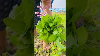 Mustard greens pickingshortsyoutubeshorts villagelife [upl. by Elspet630]