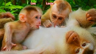 Wonderful moment Libby breastfeeding milk to both baby Lucie amp Leo in the same time [upl. by Agan]