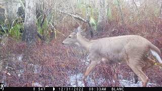 Maurepas WMA Trail cam videos end of yr 2022 [upl. by Aivlis]