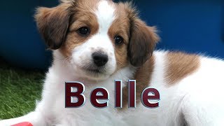 Belle ons Kooikerhondje [upl. by Pena]