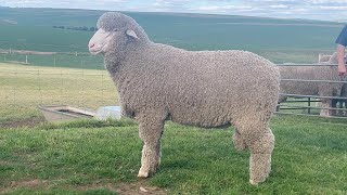 Adelaide Ram Sale 2024 Mulloorie Lot 30 [upl. by Heater]