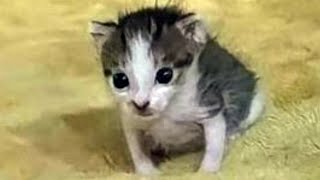 FUNNY CATS MEMES COMPILATION V06 [upl. by Ettezzil]